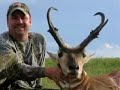 Antelope and Buffalo hunt with a Cow blind