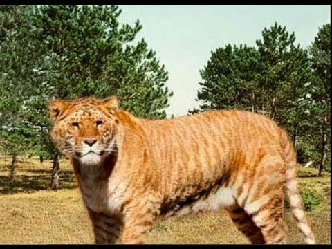 leopon
