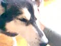 Kempes y Ori�n --- Los Huskis de Godella ---