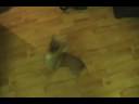 Cute funny dancing dog - Chihuahua with chorkie pups Cute funny dancing dog - Chihuahua with chorkie pups