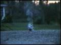 videos de boom man