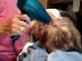 Rags, a 19-year old Ragdoll, getting a bath - Video 12