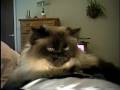 videos de Princess Cat Clines Zielinski