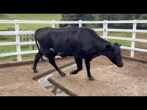 LOTE 61 - FACEIRA 3 TETOS V-3; PROD.: 12 KG