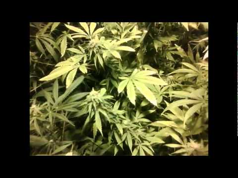 how to grow with a 400 watt hps