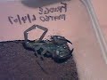 Urodacus elongatus - sexing Urodacus elongatus - sexing