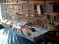 Pareja de Canario Timbrado Espa�ol  cr�as 11 d�a
