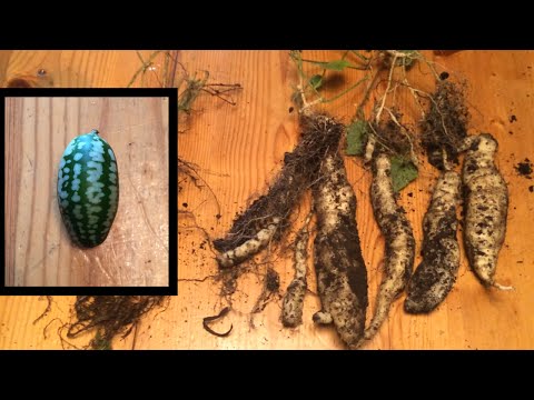 how to grow gherkins in nz