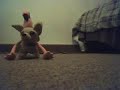 Flamingo And Chihuahua animation Flamingo And Chihuahua animation