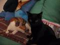 videos de Best of Leila & Merlin Part 1