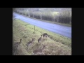 The Deer Go Marching One by One