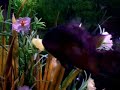 Fish ID 2 Fish ID 2