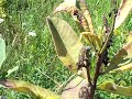Usefull Plants: Milkweed - Part 2 Usefull Plants: Milkweed - Part 2