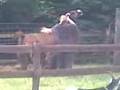 screaming lama