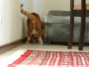 cat crash!