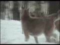 Vukovi made in SCG