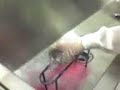 Un día en clase de Bacteriología