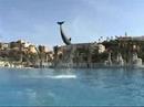 Mexico Cruise Dolphin Excursion Part 2