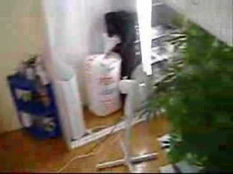 how to grow kweek grass