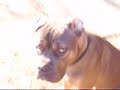 \"blue pitt\"snubnose