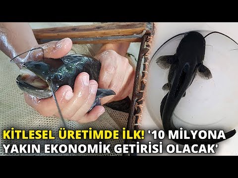 Türkiye'nin ilk kitlesel üretim yayın balıkları göllere bırakılıyor