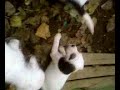 Petits Chiots