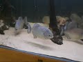 Piranha shoal re-establishing territories after water change Piranha shoal re-establishing territories after water change