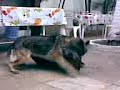 \"Rinha de cachorro\"
