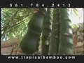 Tropical Bamboo Nursery Tropical Bamboo Nursery
