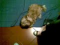 pippi cane pazzo