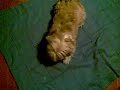 pippi cane pazzo