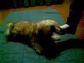 pippi cane pazzo