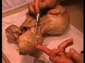 Anatomy: Trapezius
