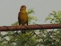 le verdier(carduelis chloris) et le rossignol, Antonio Rolea le verdier(carduelis chloris) et le rossignol, Antonio Rolea