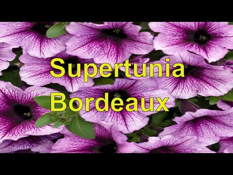 how to fertilize supertunias