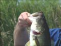 Fish-TV Hawg Hunter