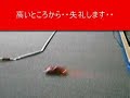 ?????????? ???? ???? HP_RC(kazz) ?????????? ???? ???? HP_RC(kazz)