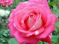 Una rosa es una rosa - Mecano