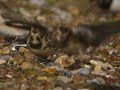 Snow Bunting Salthouse Norfolk Snow Bunting Salthouse Norfolk