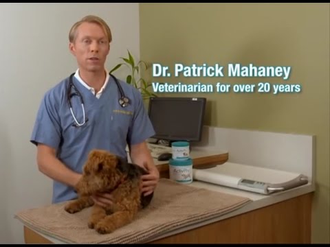 how to relieve arthritis in dogs