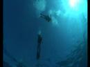 Plong�e � Rangiroa (septembre 2007)