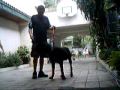 Boogie People Back In Training 0001