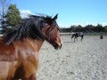 Check standardbred