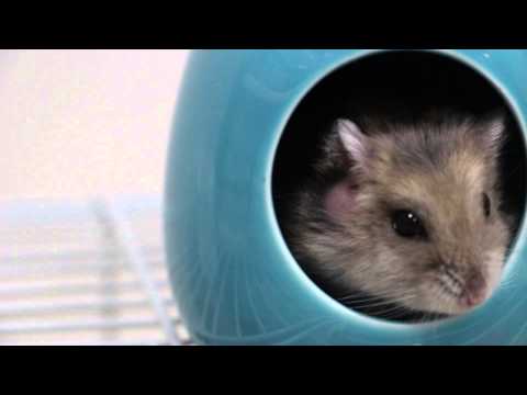 how to treat dwarf hamster mites