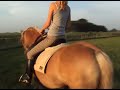 3 girls riding on haflinger horses
