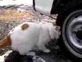かご猫 タイヤで・・・