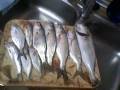 videos de pesca campello