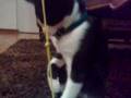 videos de Cute Kitten