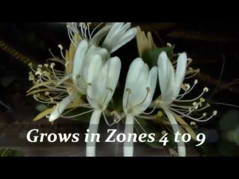 how to control japanese honeysuckle