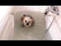 Perro disfrutando de un Hidromasaje.MOV
